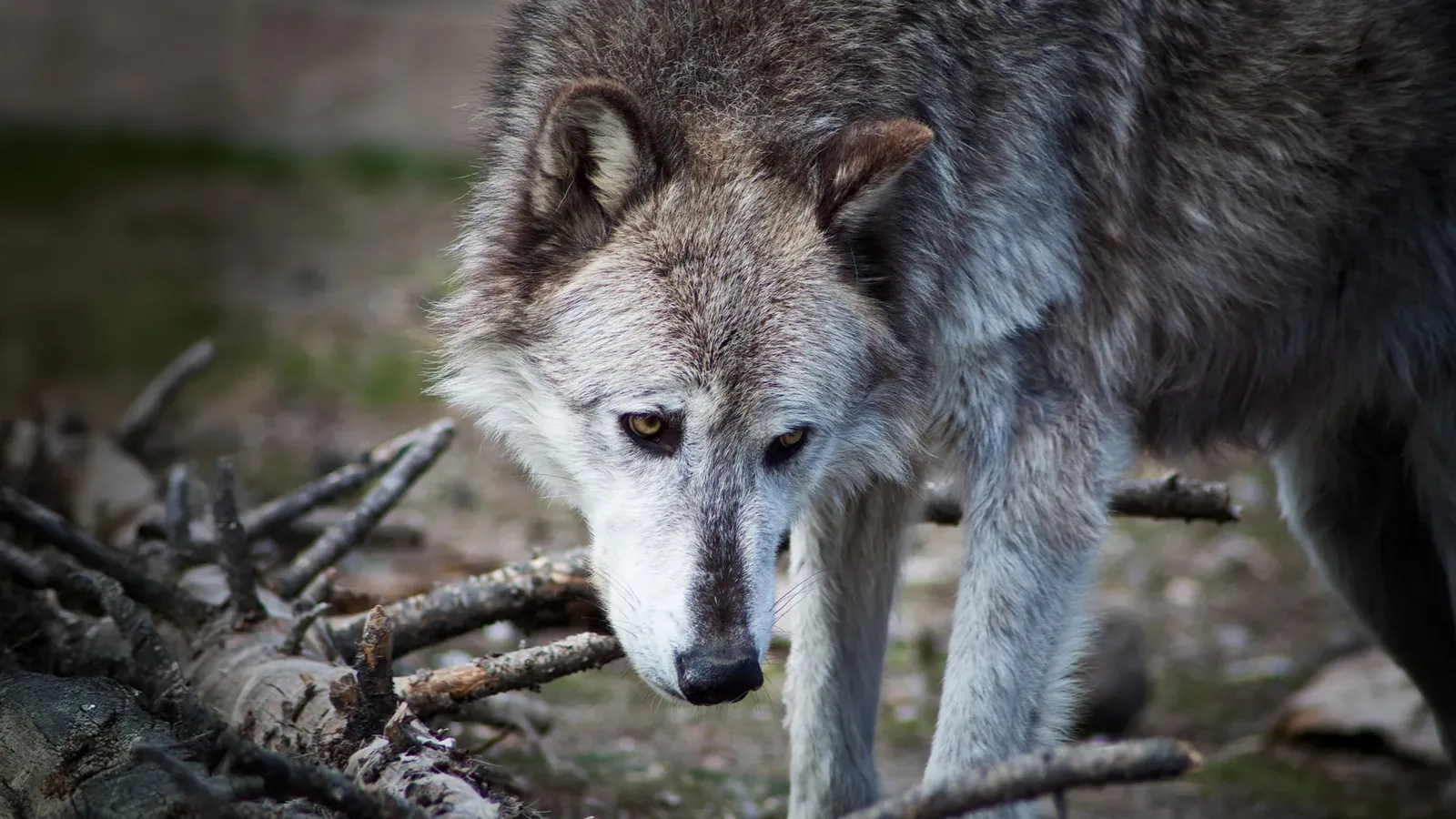 Yellowstone Wolf Reintroduction: No Major Ecosystem Overhaul